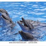 آسمان مجازی طرح ماهی