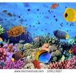 آسمان مجازی طرح ماهی