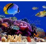 آسمان مجازی طرح ماهی