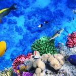 آسمان مجازی طرح ماهی