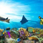 آسمان مجازی طرح ماهی