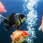 آسمان مجازی طرح ماهی