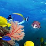 آسمان مجازی طرح ماهی