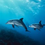 آسمان مجازی طرح ماهی