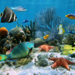 آسمان مجازی طرح ماهی