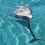 آسمان مجازی طرح ماهی