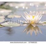 آسمان مجازی طرح نیلوفر