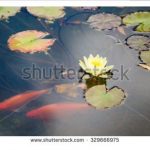 آسمان مجازی طرح نیلوفر