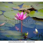 آسمان مجازی طرح نیلوفر