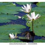 آسمان مجازی طرح نیلوفر