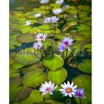 آسمان مجازی طرح نیلوفر