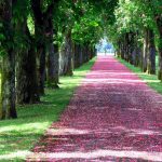 آسمان مجازی طرح طبیعت