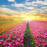 سقف کشسان طرح گلزار