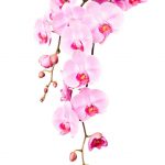 آسمان مجازی طرح گل