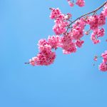 آسمان مجازی طرح گل