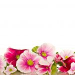 آسمان مجازی طرح گل