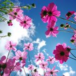 آسمان مجازی طرح گل