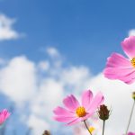 آسمان مجازی طرح گل