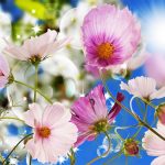 آسمان مجازی طرح گل