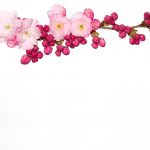 آسمان مجازی طرح گل