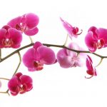 آسمان مجازی طرح گل