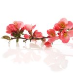 آسمان مجازی طرح گل