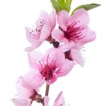 آسمان مجازی طرح گل