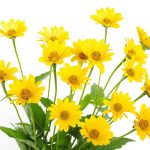 آسمان مجازی طرح گل