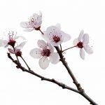 آسمان مجازی طرح گل