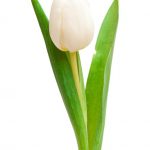 آسمان مجازی طرح گل