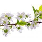 آسمان مجازی طرح گل