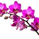 آسمان مجازی طرح گل