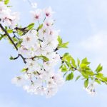 آسمان مجازی طرح گل