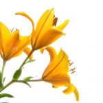 آسمان مجازی طرح گل