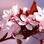 آسمان مجازی طرح گل