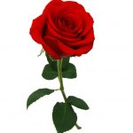 آسمان مجازی طرح گل