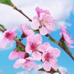 آسمان مجازی طرح گل