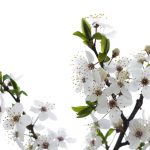 آسمان مجازی طرح گل