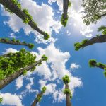 آسمان مجازی طرح جنگل