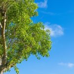 آسمان مجازی طرح درخت