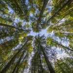 آسمان مجازی طرح جنگل