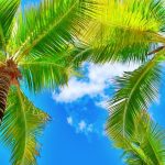 آسمان مجازی طرح برگ