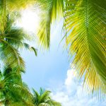 آسمان مجازی طرح برگ