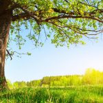 آسمان مجازی طرح درخت