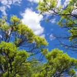 آسمان مجازی طرح درخت