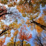 آسمان مجازی طرح درخت