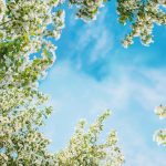 آسمان مجازی طرح شکوفه