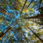 آسمان مجازی طرح درخت