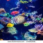 آسمان مجازی طرح ماهی