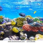 آسمان مجازی طرح ماهی